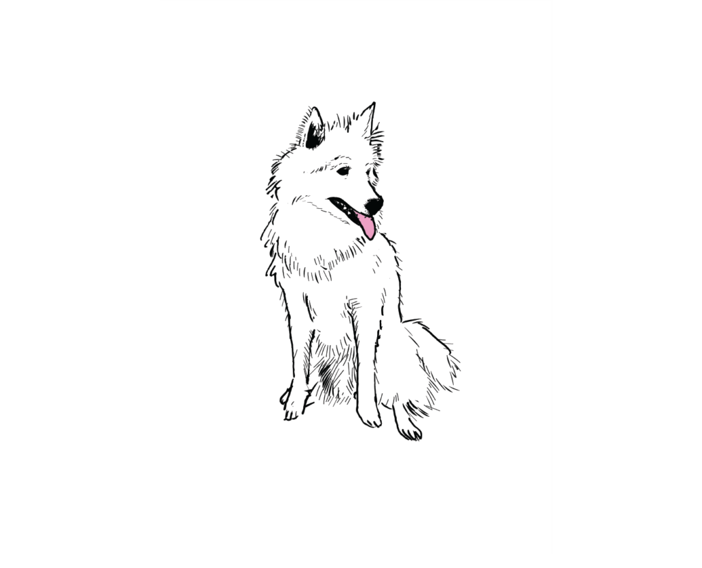 Hund portræt - Bob - illustration
