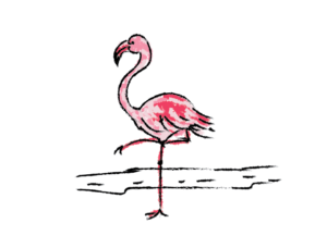 illustration flamingo pink drawing