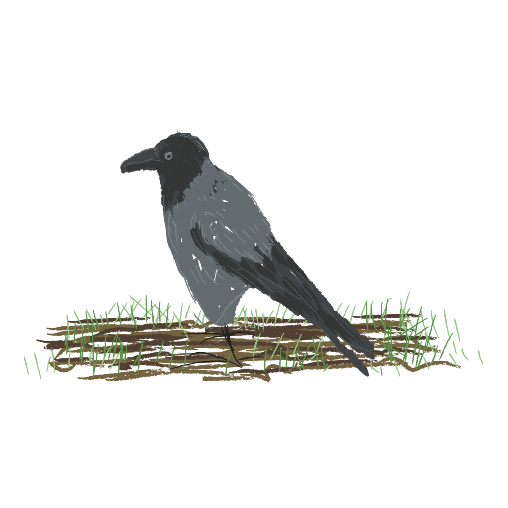 illustration doodle crow bird