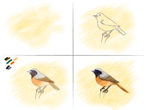 bird drawing illustration